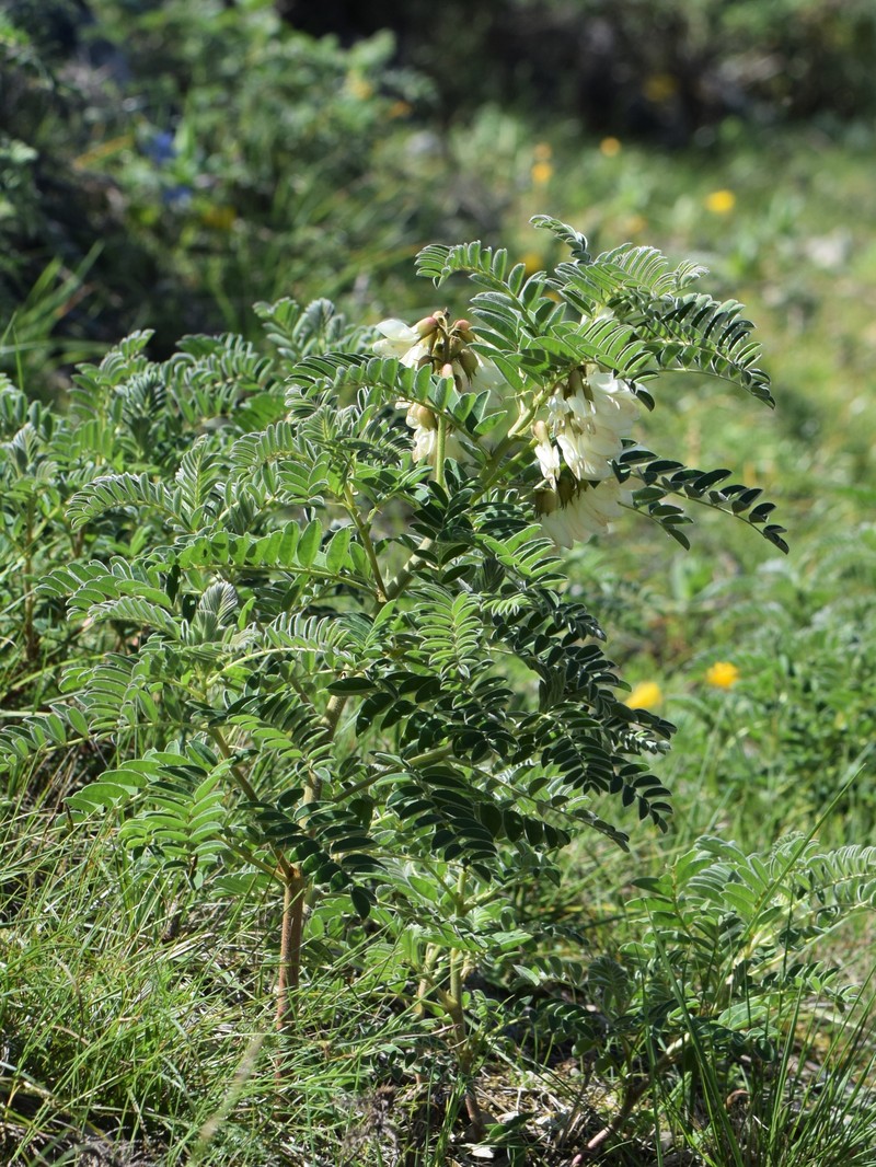 Erophaca baetica subsp. baetica photo 8