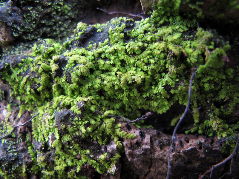 Domingo Erpodium Moss