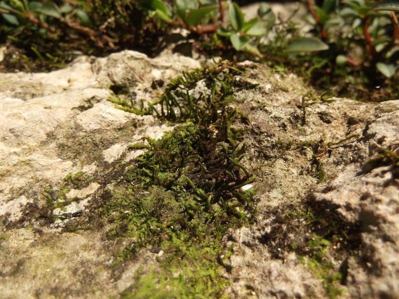 Domingo Erpodium Moss photo 2