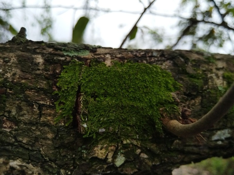 Domingo Erpodium Moss photo 7
