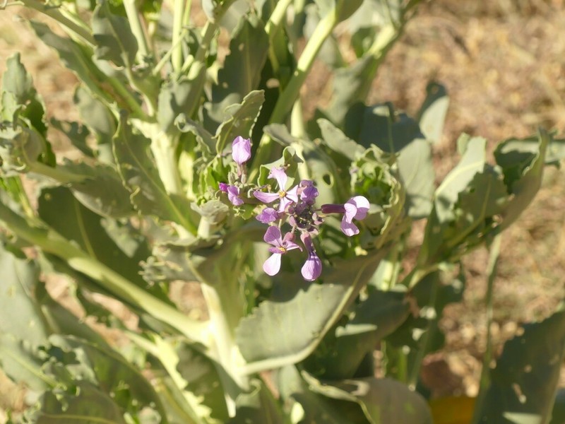 Eruca foleyi
