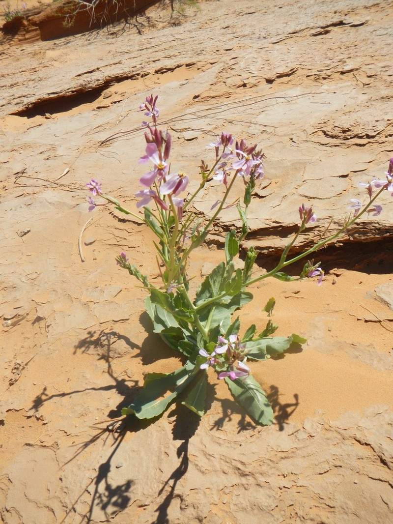 Eruca foleyi photo 2