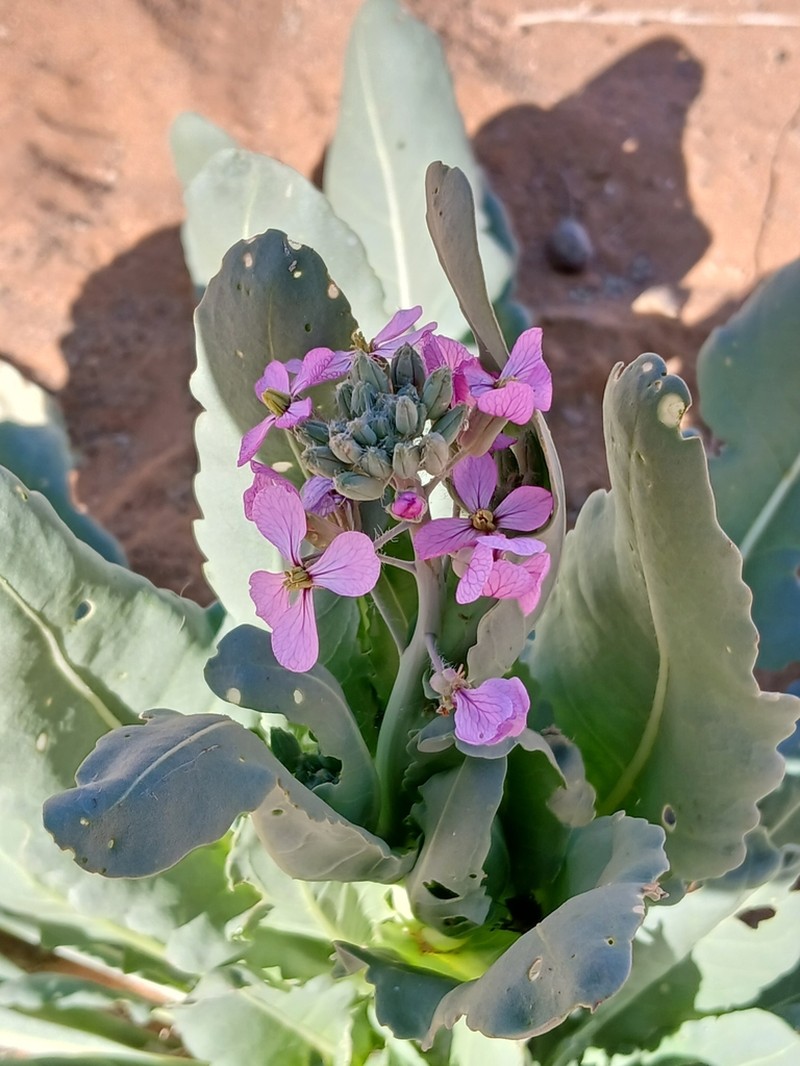 Eruca foleyi photo 3