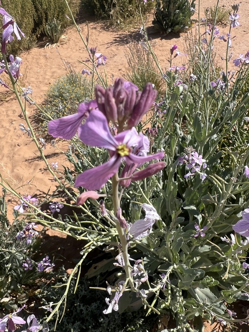 Eruca foleyi photo 5