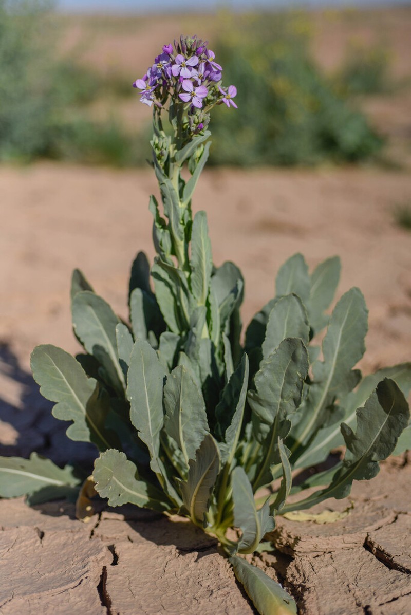 Eruca foleyi photo 6
