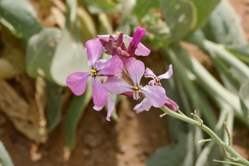 Eruca foleyi photo 7