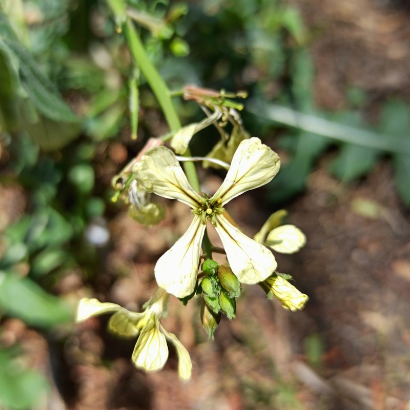 Rocketsalad photo 5
