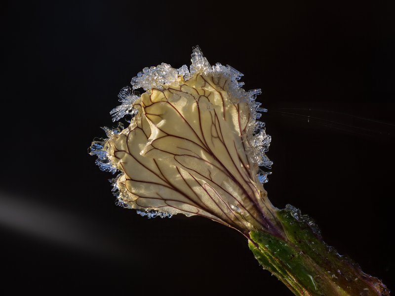 Rocketsalad photo 7
