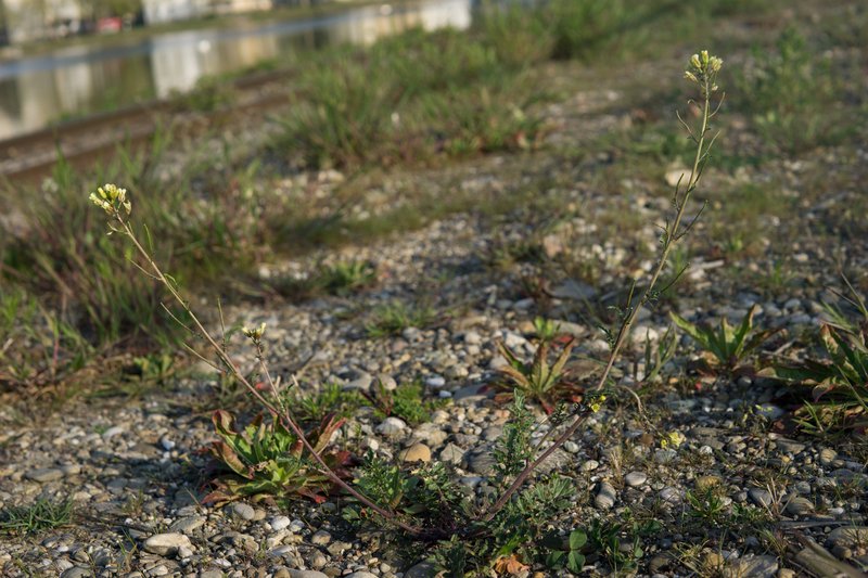 Common Dogmustard photo 2