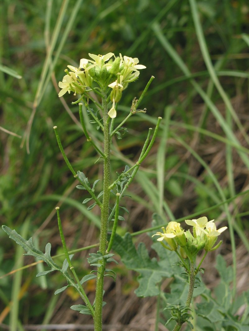 Common Dogmustard photo 3