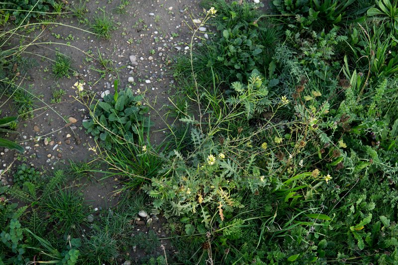 Common Dogmustard photo 5