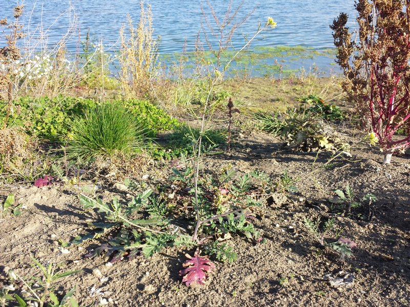 Common Dogmustard photo 6