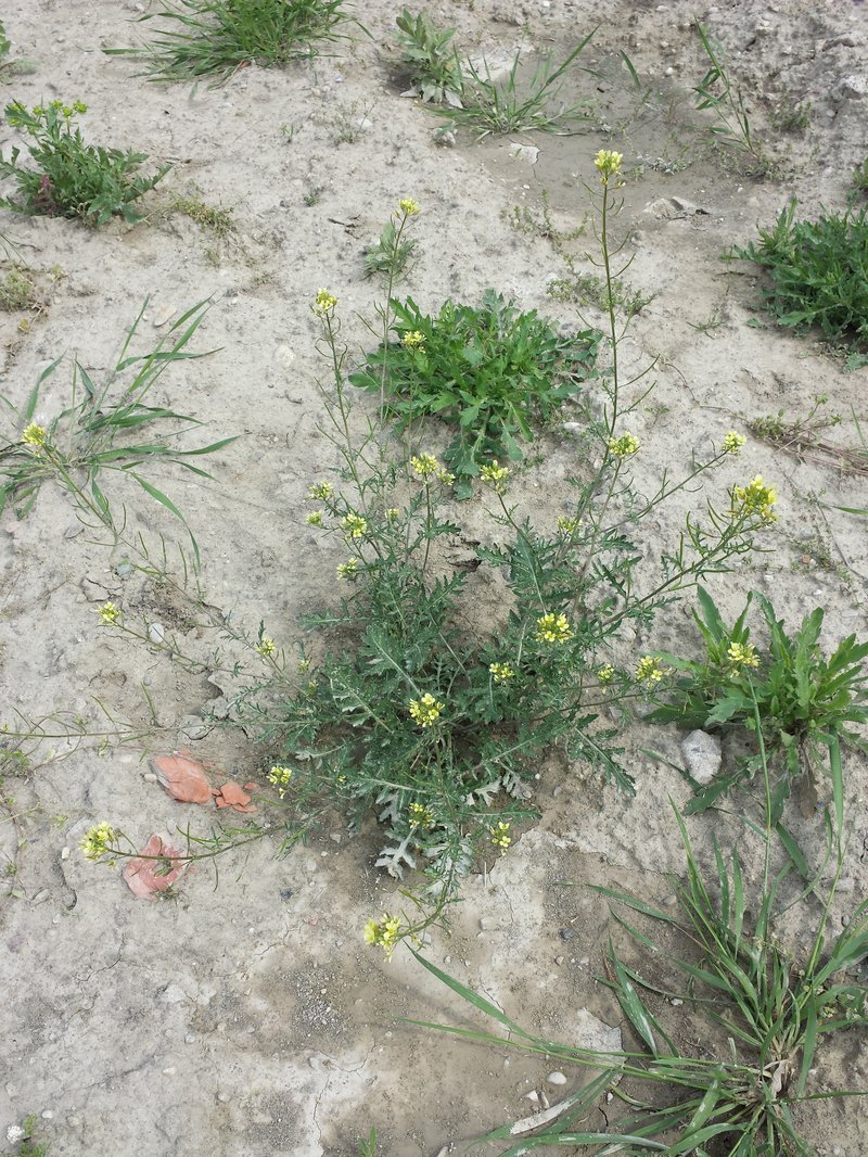 Common Dogmustard photo 7