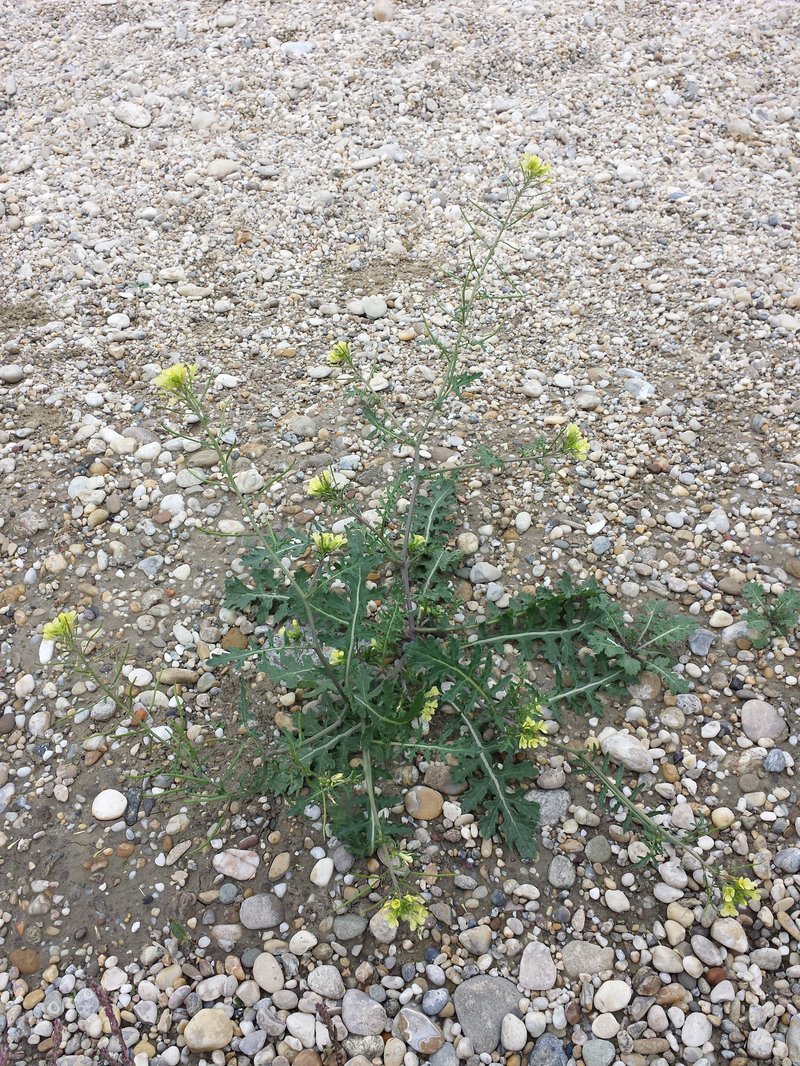 Common Dogmustard photo 8