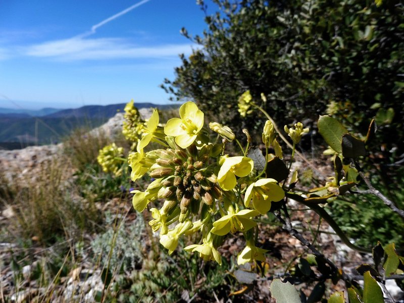 Erucastrum nasturtiifolium