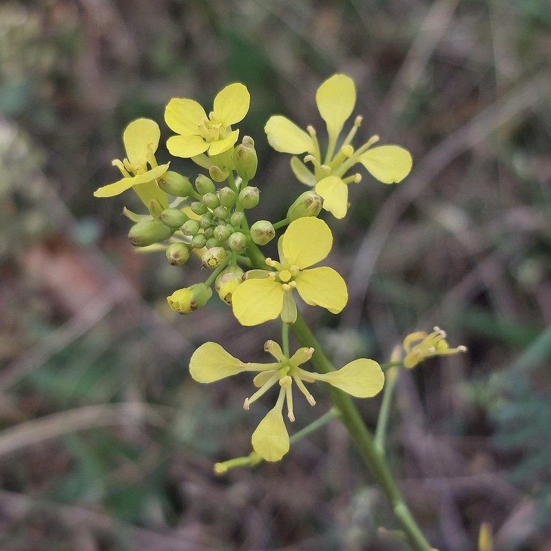 Erucastrum nasturtiifolium subsp. nasturtiifolium