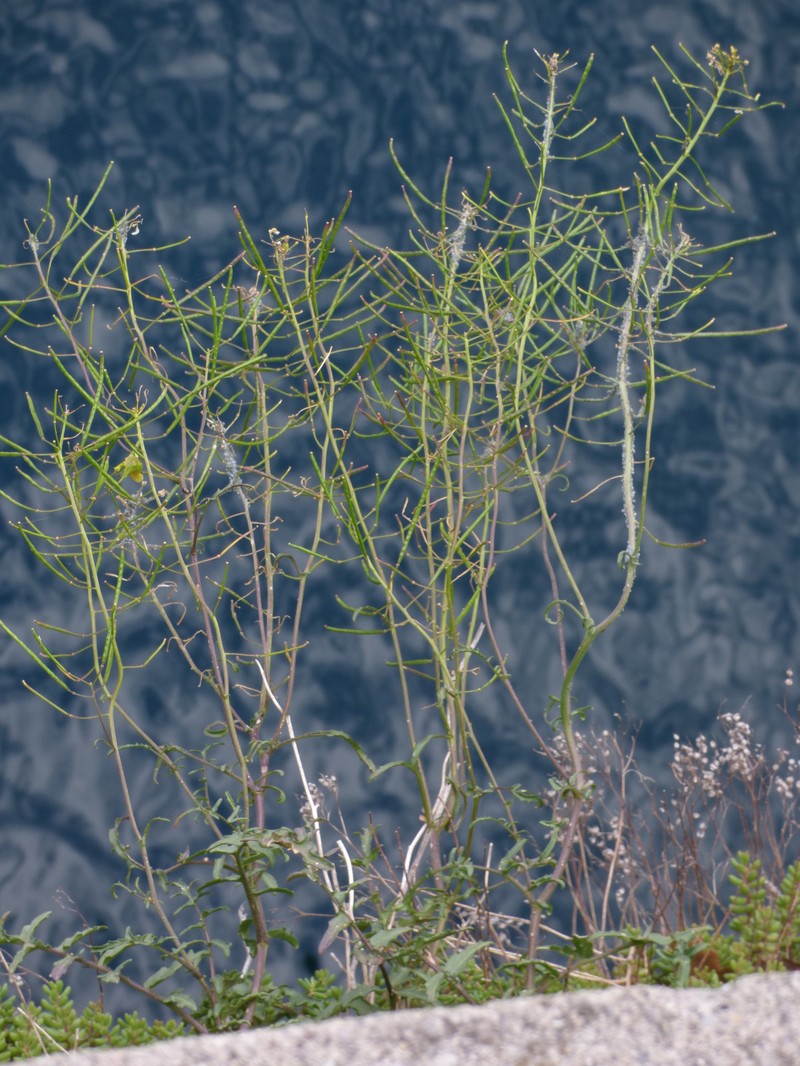 Erucastrum nasturtiifolium subsp. nasturtiifolium photo 2