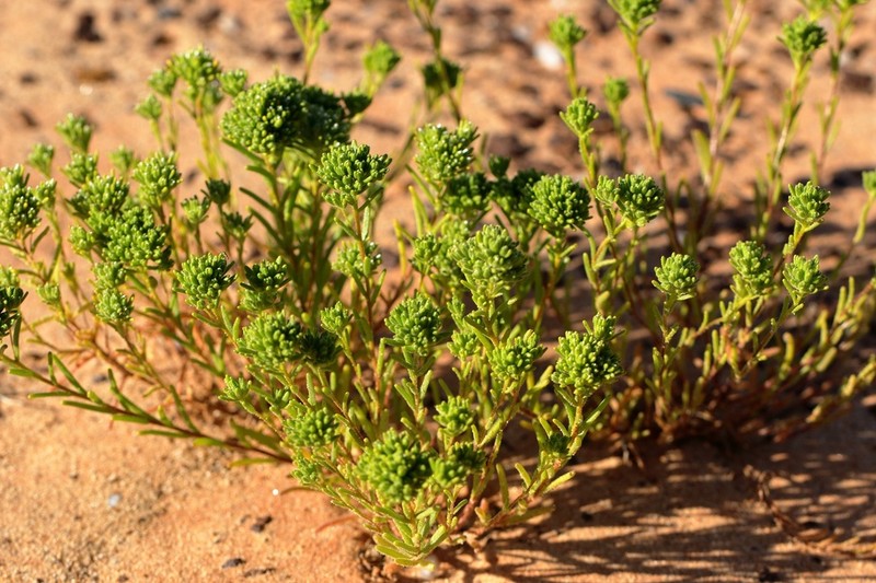 Erymophyllum compactum