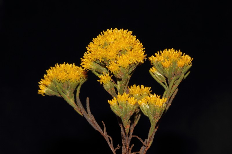 Erymophyllum compactum photo 2