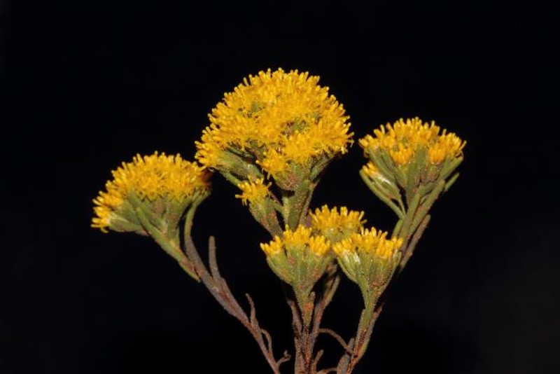 Erymophyllum compactum photo 7