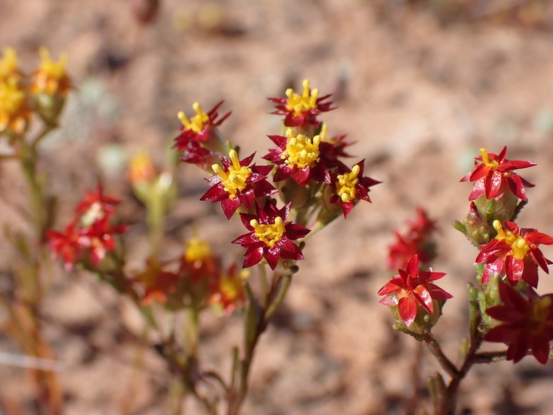 Erymophyllum glossanthus