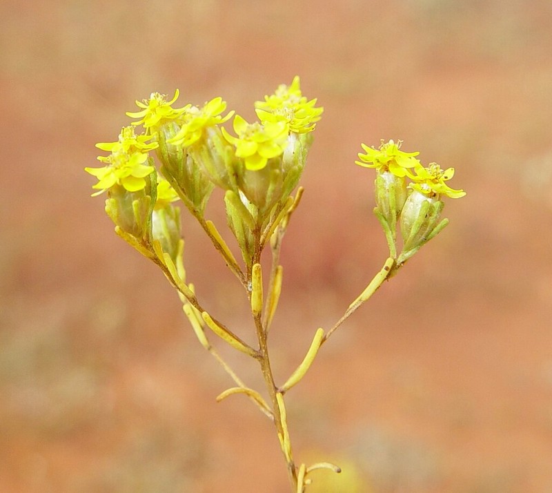 Erymophyllum glossanthus photo 2