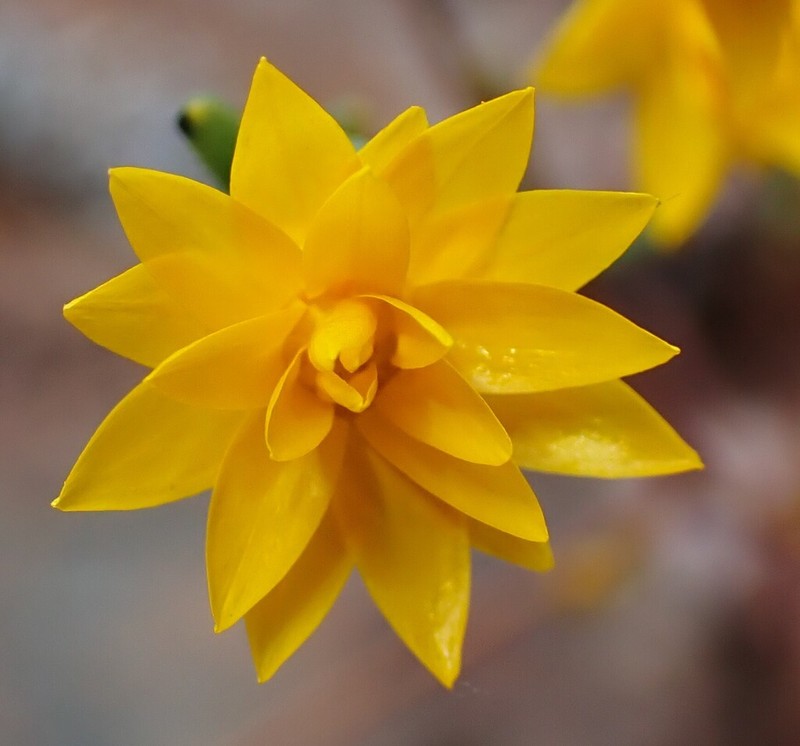 Erymophyllum glossanthus photo 3