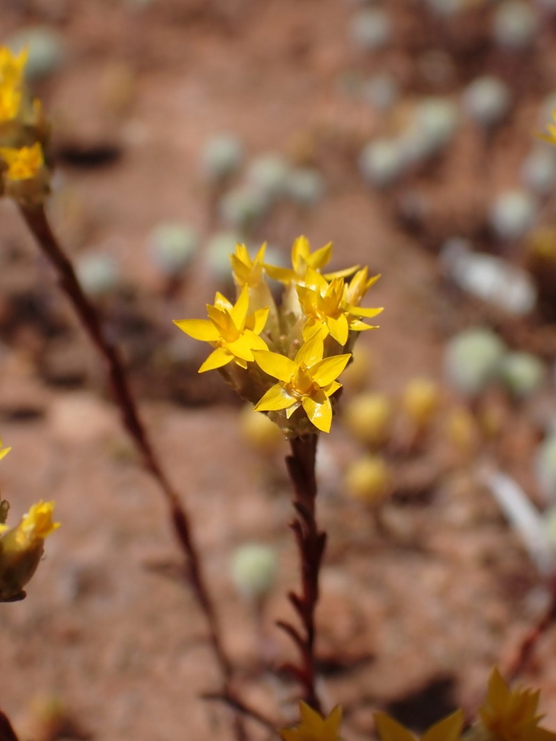 Erymophyllum glossanthus photo 4