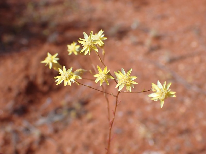 Erymophyllum glossanthus photo 5
