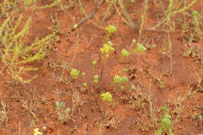 Erymophyllum glossanthus photo 6