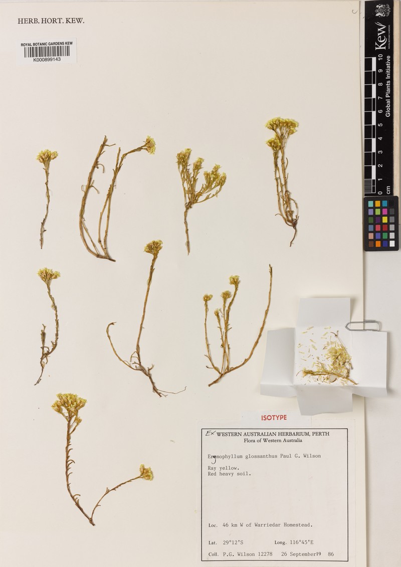 Erymophyllum glossanthus photo 7