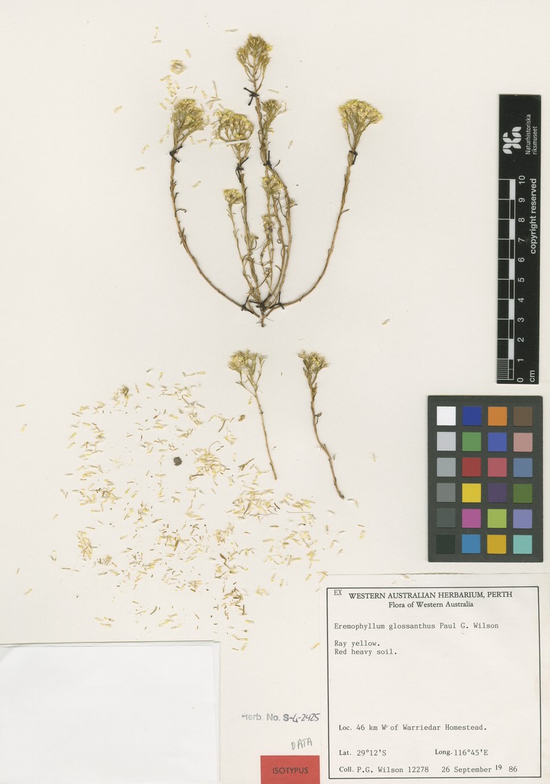 Erymophyllum glossanthus photo 8