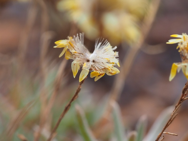 Erymophyllum ramosum
