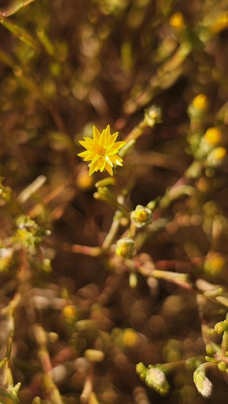 Erymophyllum ramosum photo 2