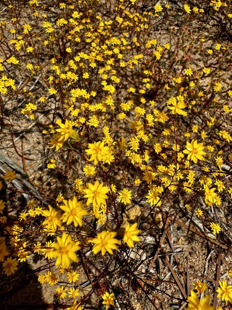 Erymophyllum ramosum photo 3