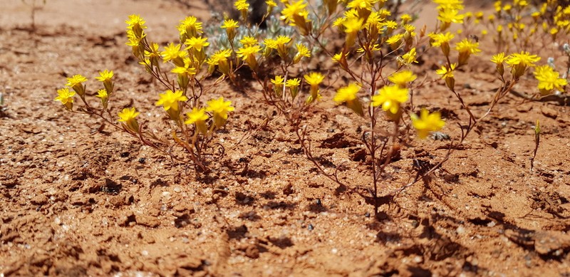 Erymophyllum ramosum photo 4