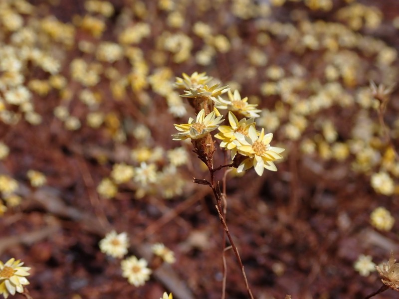 Erymophyllum ramosum photo 5