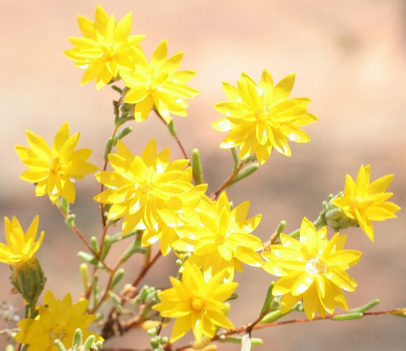 Erymophyllum ramosum photo 6