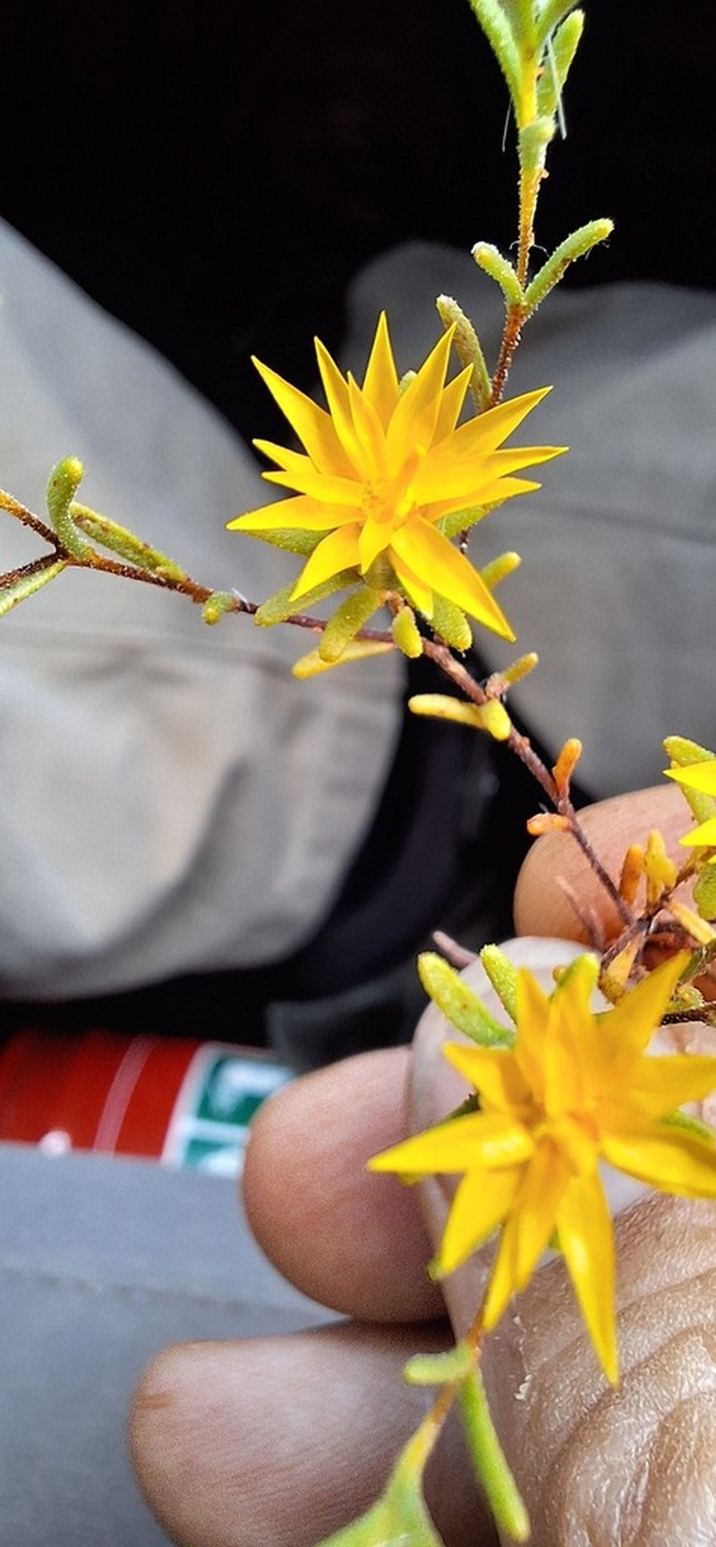 Erymophyllum ramosum photo 7