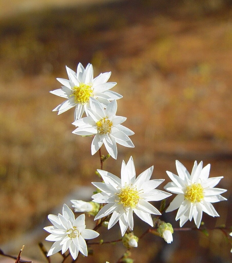 Erymophyllum ramosum photo 8