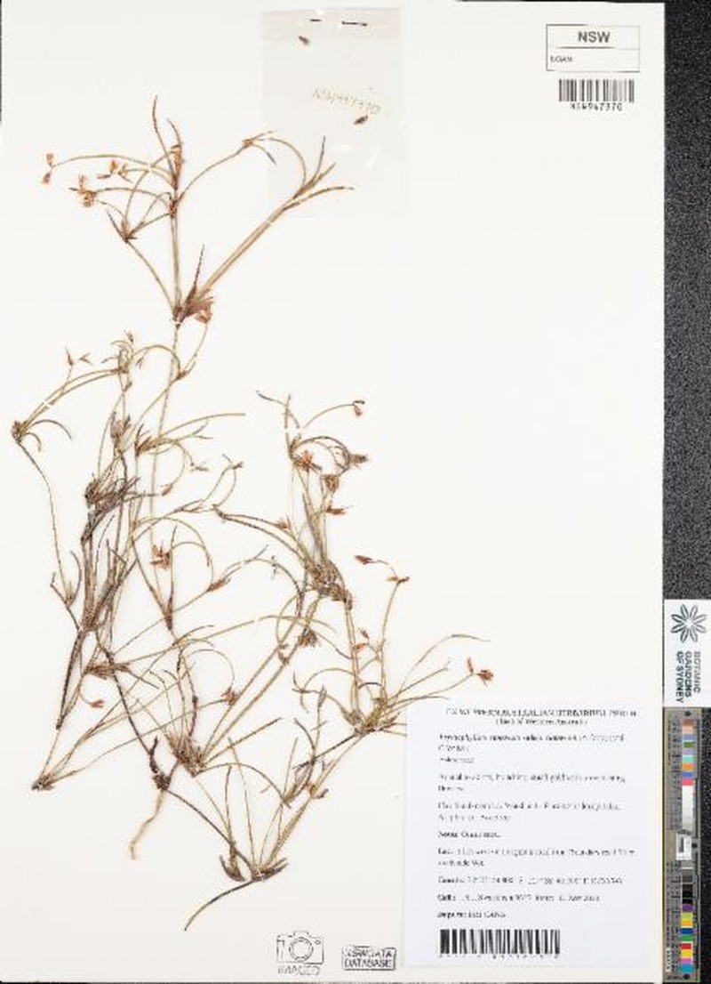 Erymophyllum ramosum subsp. ramosum