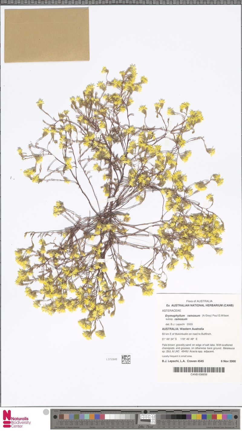 Erymophyllum ramosum subsp. ramosum photo 2