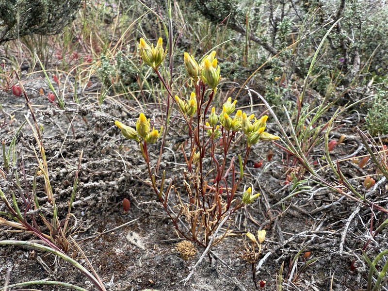 Erymophyllum tenellum