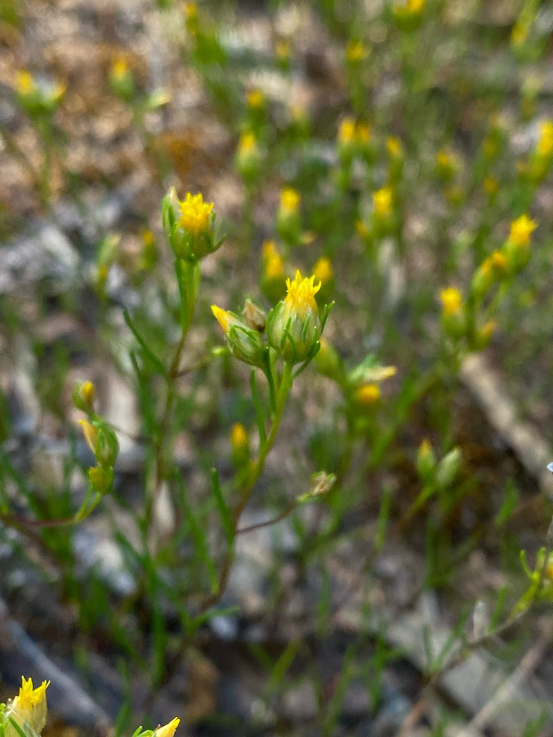 Erymophyllum tenellum photo 2