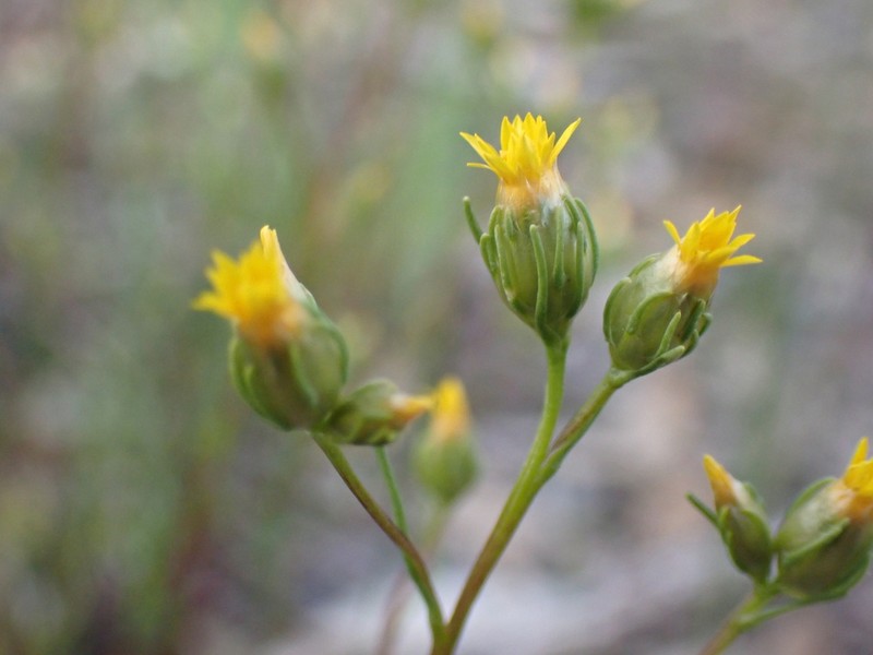 Erymophyllum tenellum photo 3