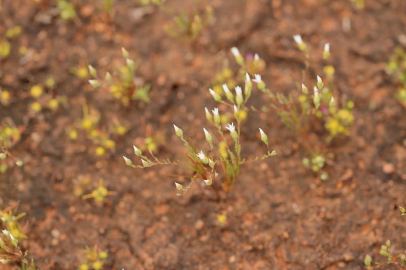 Erymophyllum tenellum photo 4