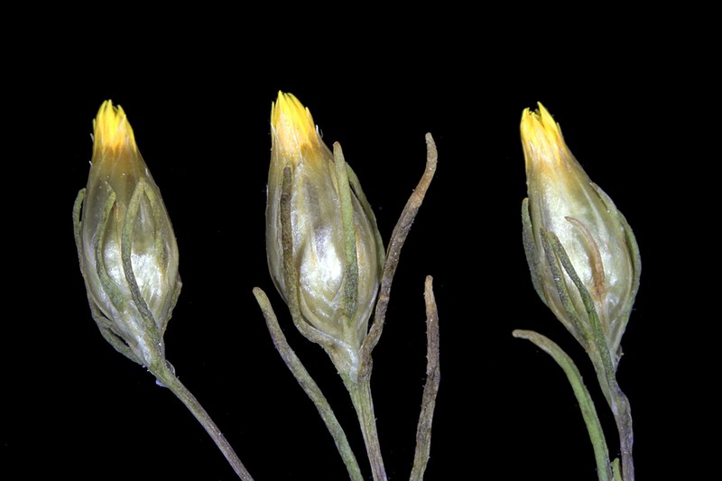 Erymophyllum tenellum photo 5