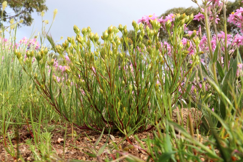 Erymophyllum tenellum photo 6