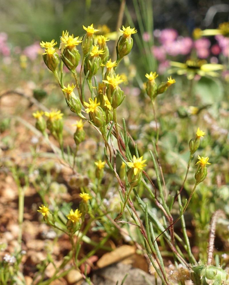 Erymophyllum tenellum photo 7