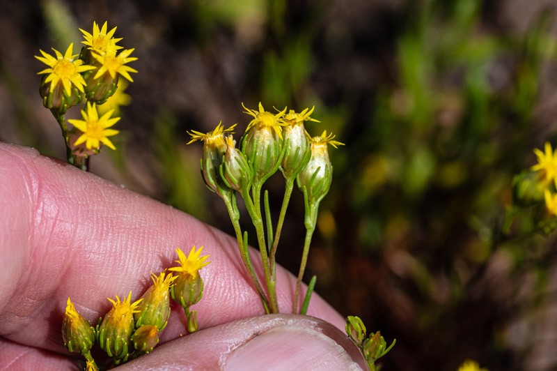 Erymophyllum tenellum photo 8